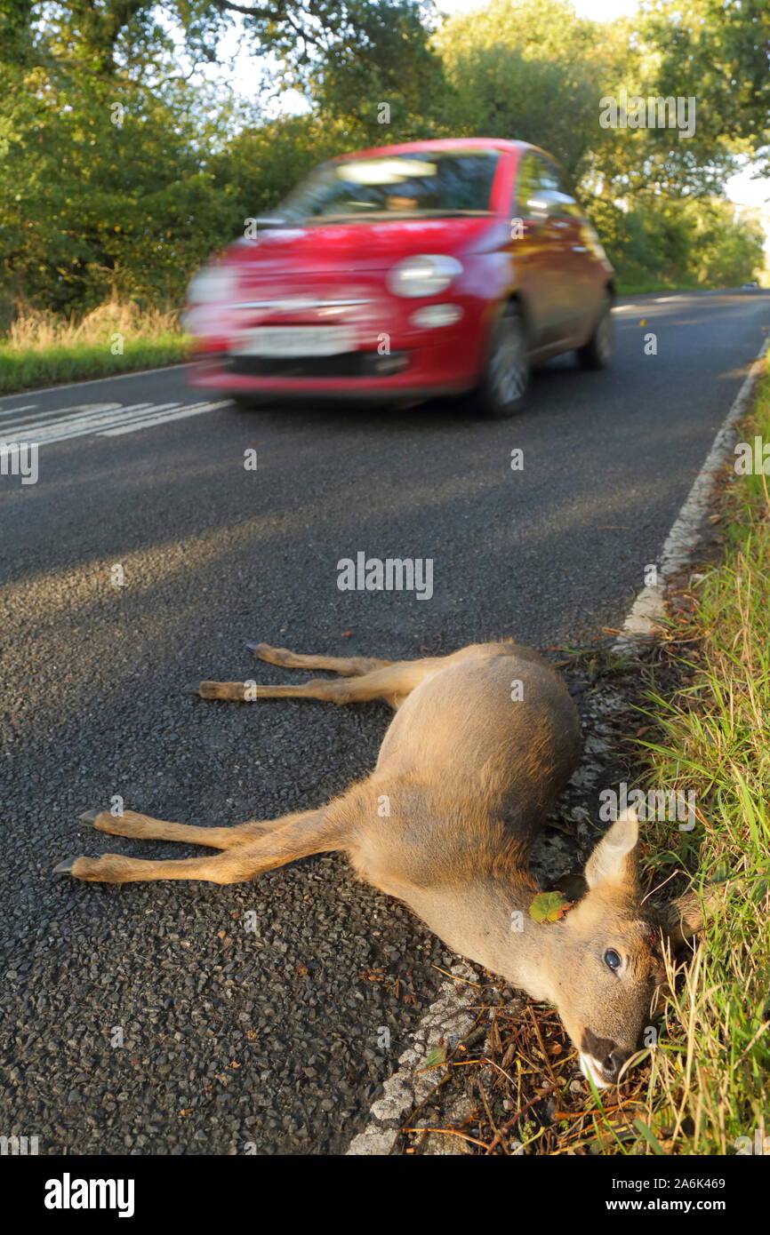 Tote Hirsche auf der Landstraße in Devon geschlagen vom Fahrzeug Stockfoto