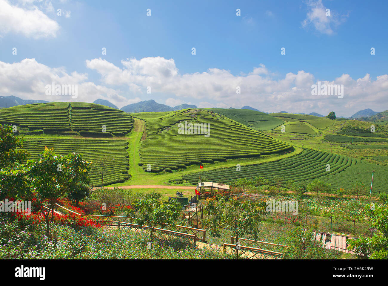 Grüner Tee terrasse Felder im Moc Chau, nordwestlich von Vietnam Stockfoto
