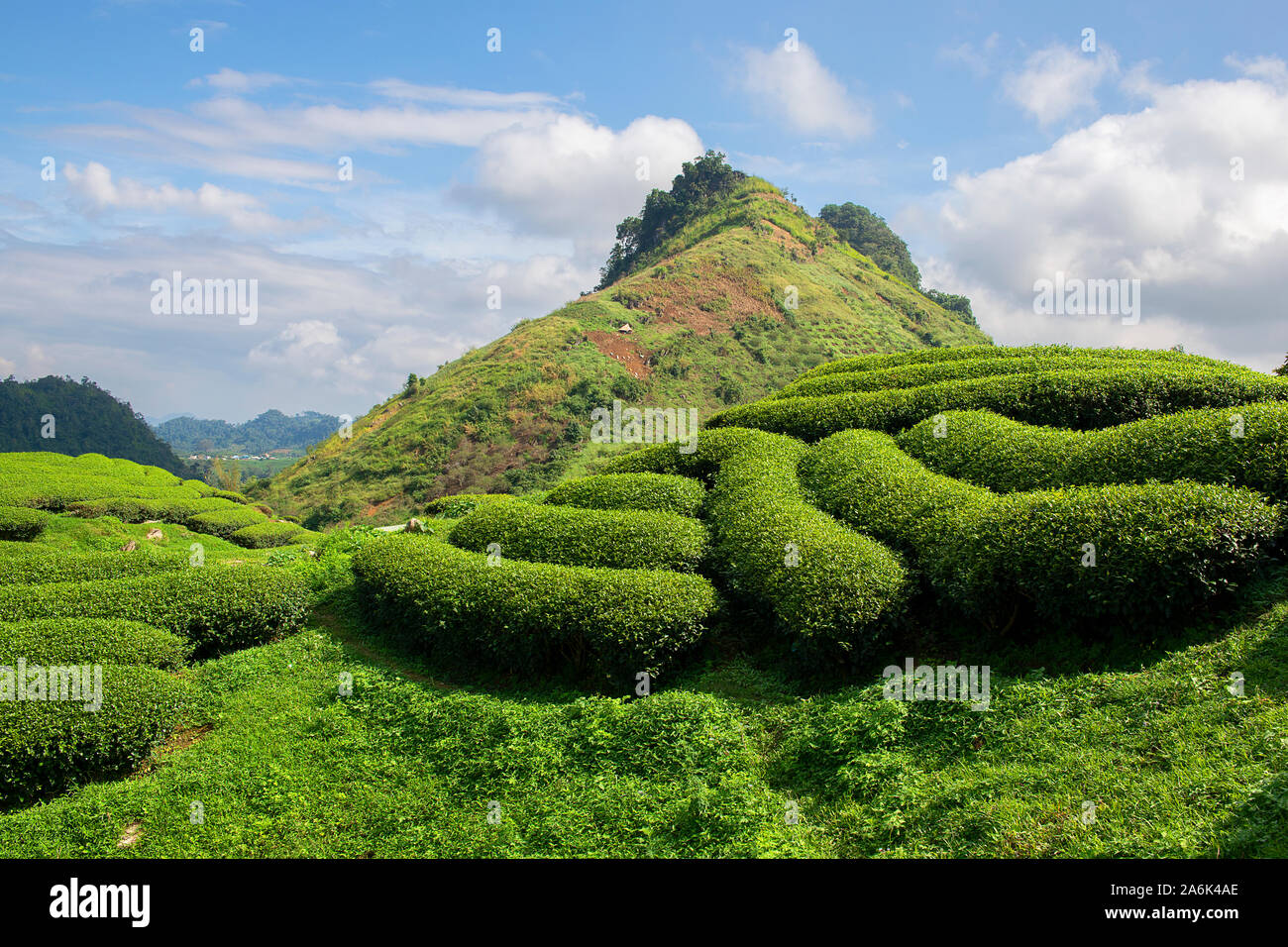 Grüner Tee terrasse Felder im Moc Chau, nordwestlich von Vietnam Stockfoto