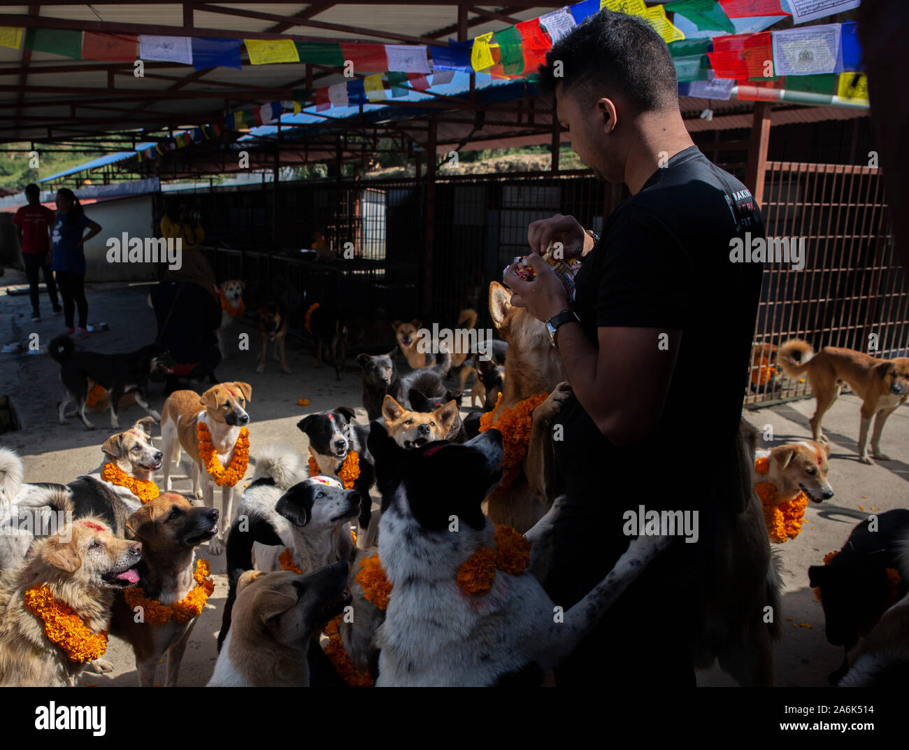 Kathmandu, Nepal. 27 Okt, 2019. Ein Mann feeds Hunde mit Kranz um den Hals während des Festivals. Tihar ist 5 Tage lang hinduistische Fest, in dem nepalesischen Volk Anbetung Hund am zweiten Tag des tihar Festival auch bekannt als kukur Puja. Credit: SOPA Images Limited/Alamy leben Nachrichten Stockfoto
