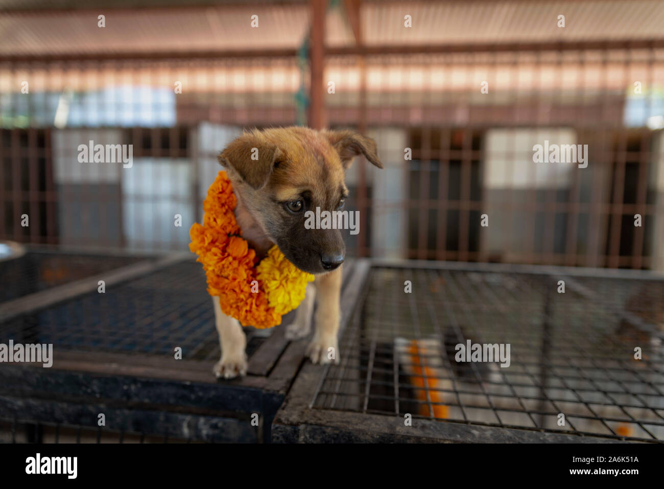 Nepalesischer Hund Stockfotos und -bilder Kaufen - Alamy