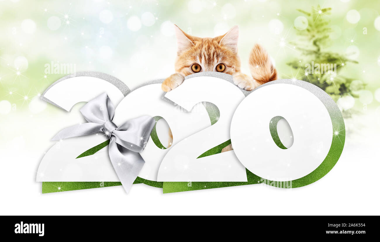 2020 Frohes neues Jahr anzahl Text, Ingwer Haustier Katze mit silber Weihnachten Schleife auf verschwommenes grün Hintergrund isoliert Stockfoto