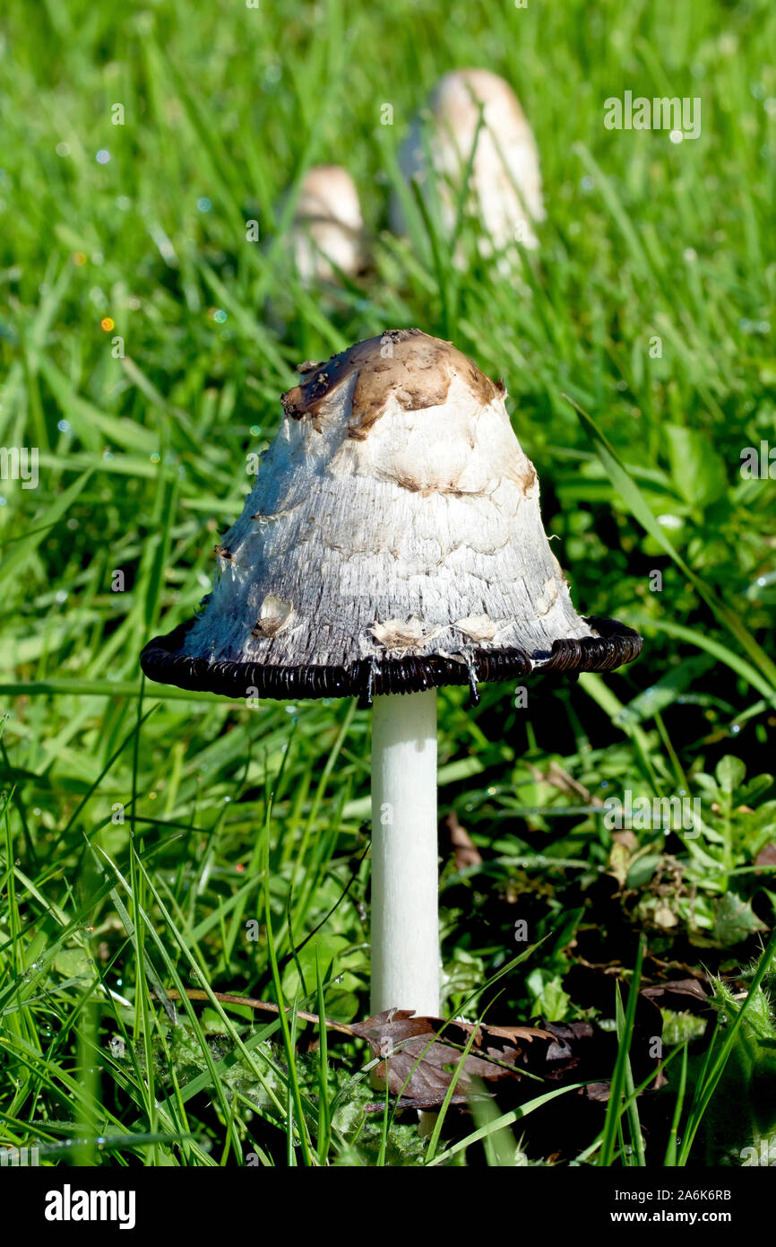 Shaggy Inkcap (Coprinus comatus), auch als Shaggy Kappen oder der Rechtsanwalt Perücke bekannt, die sich aus einem einzigen Fruchtkörper mit anderen im Hintergrund schliessen. Stockfoto
