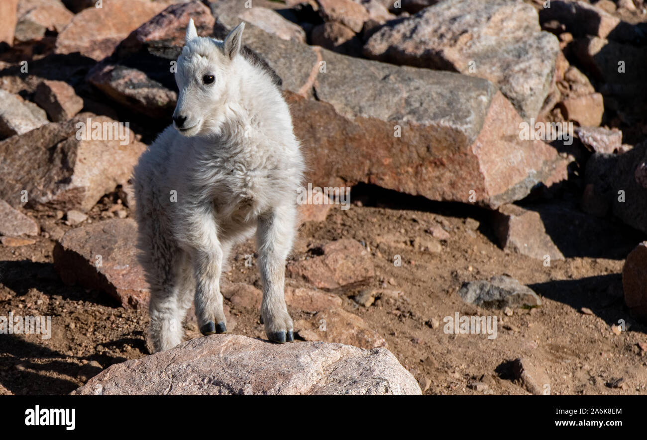 Eine freudige Bergziege Kid in den Rocky Mountains von Colorado Stockfoto