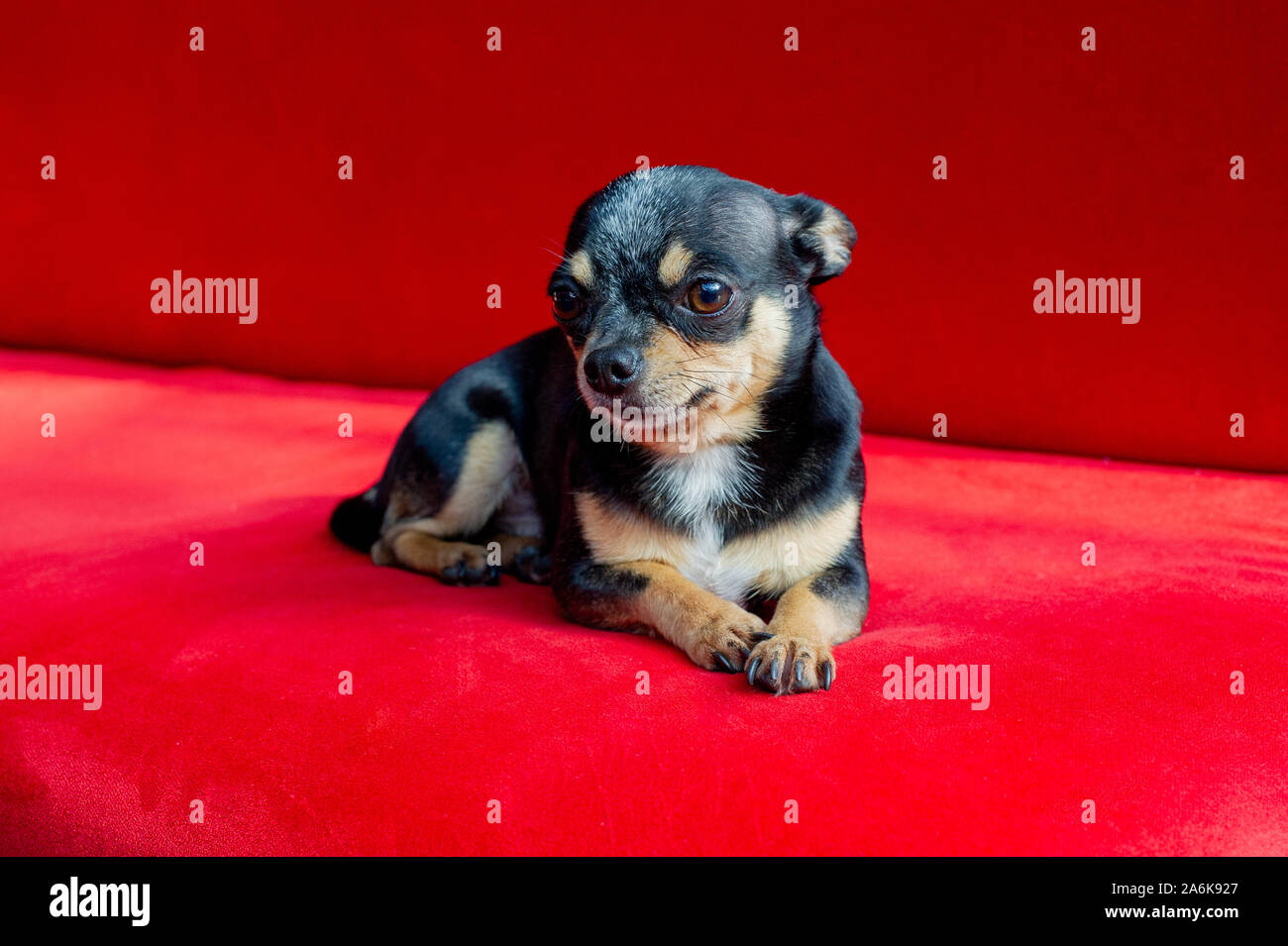 Chihuahua auf dem Sofa. chihuahua Hund auf ein rotes Sofa. Das Tier liegt auf dem Sofa im Tageslicht durch die Fenster. Schwarz-braun-weisse Chihuahua Hund ruhen Stockfoto