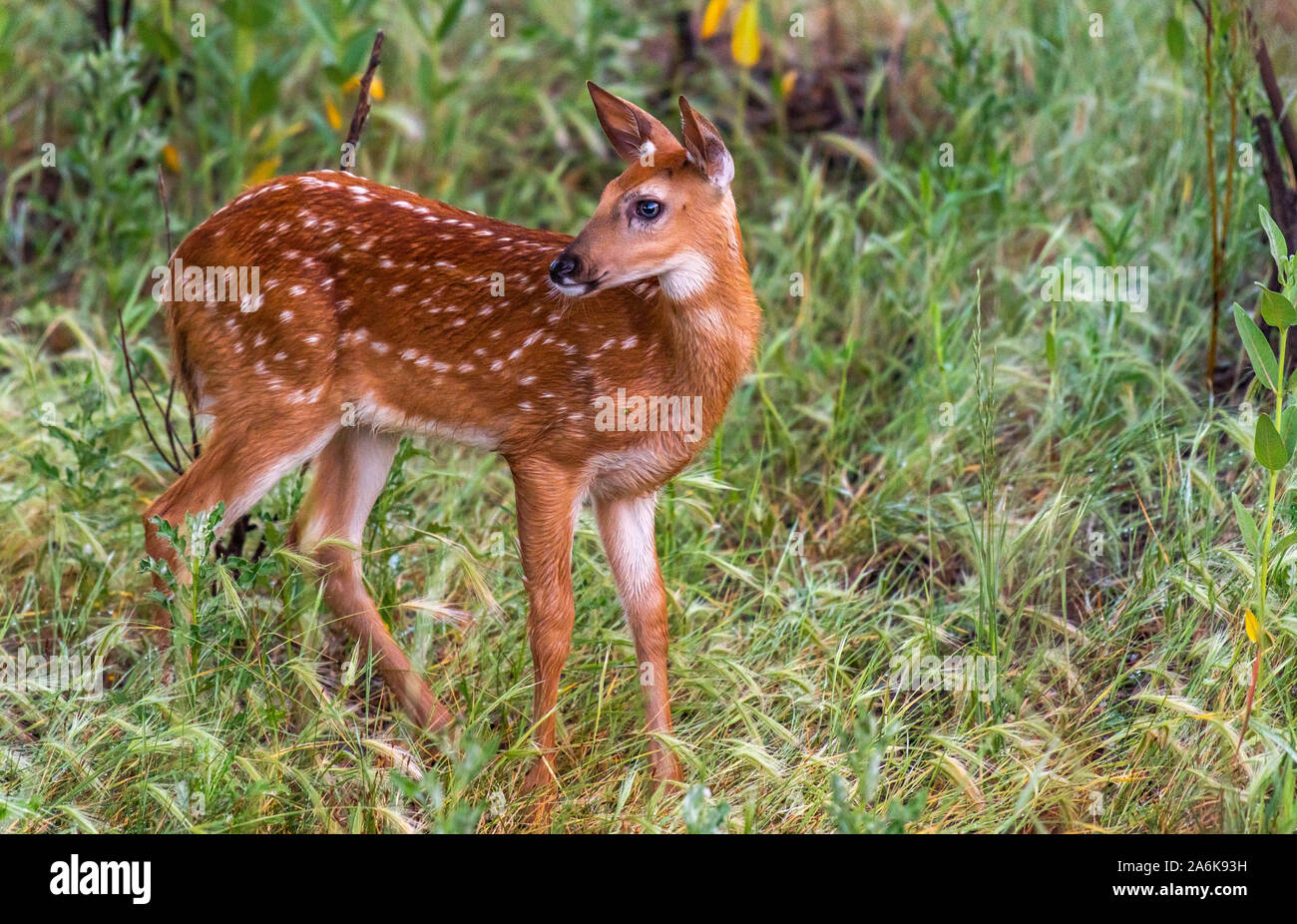 Eine schöne Weißwedelhirsche Fawn in einer Wiese Stockfoto