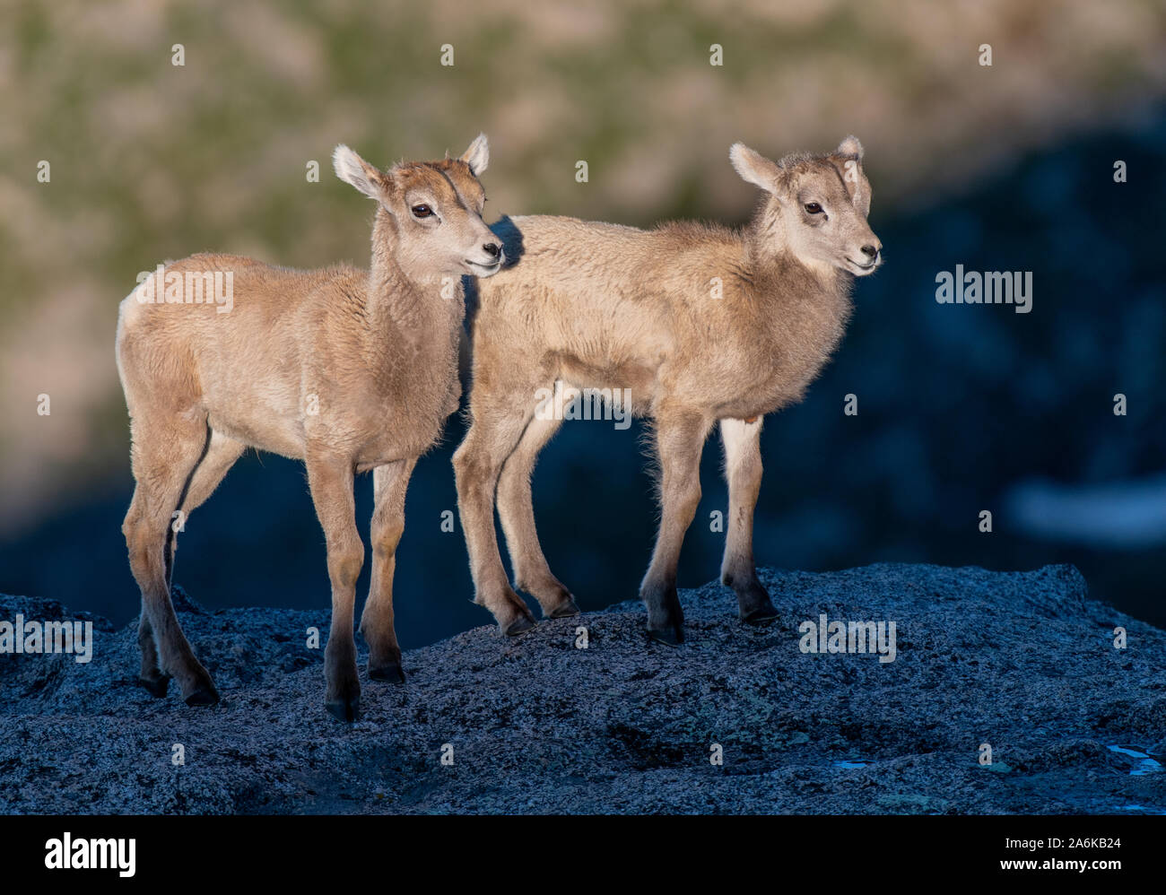 Adorable Bighorn Schafe Lamm Zwillinge im Sonnenlicht an der Klippe Stockfoto