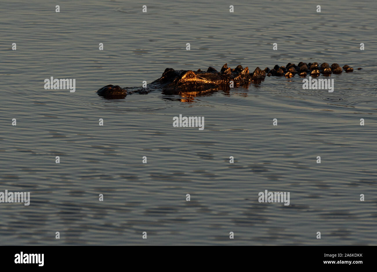 Eine amerikanische Alligator Kreuzfahrten den trüben Wassern eines Südcarolina Lagune Stockfoto