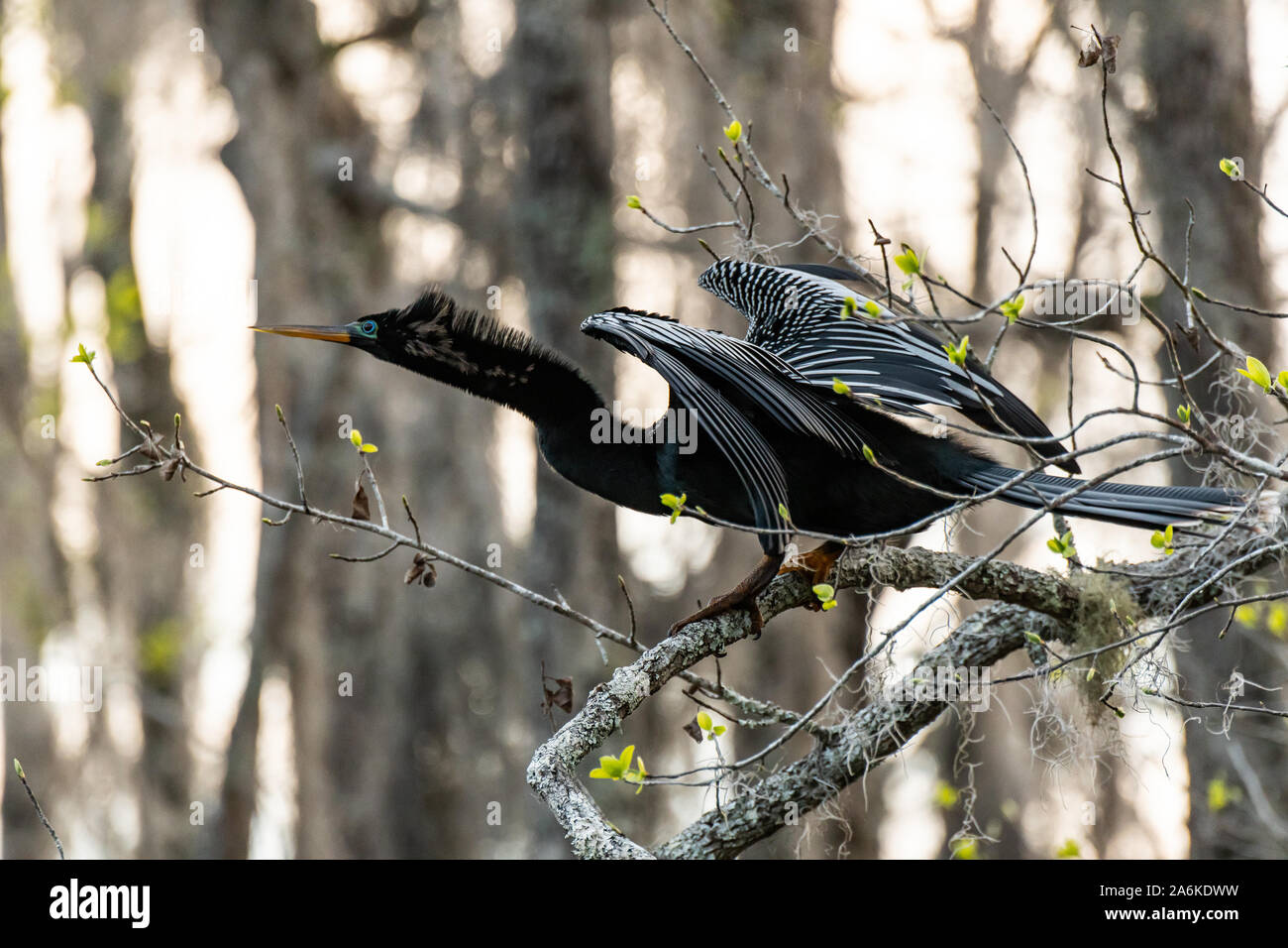 Anhinga thront auf einem Zweig Bereit zum Start Stockfoto