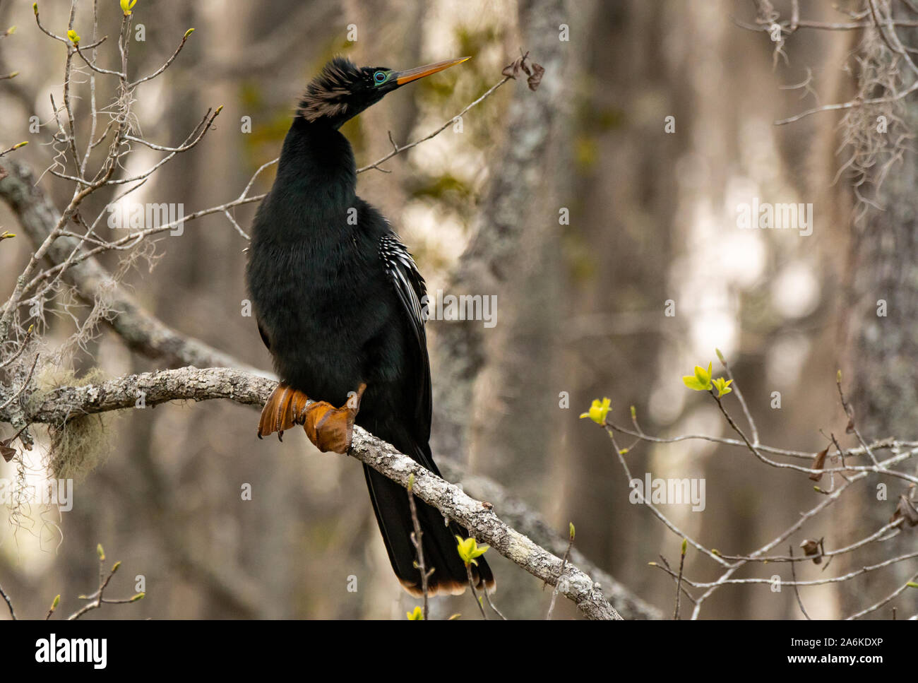 Eine Anhinga thront auf einem Zweig über einen Sumpf Stockfoto