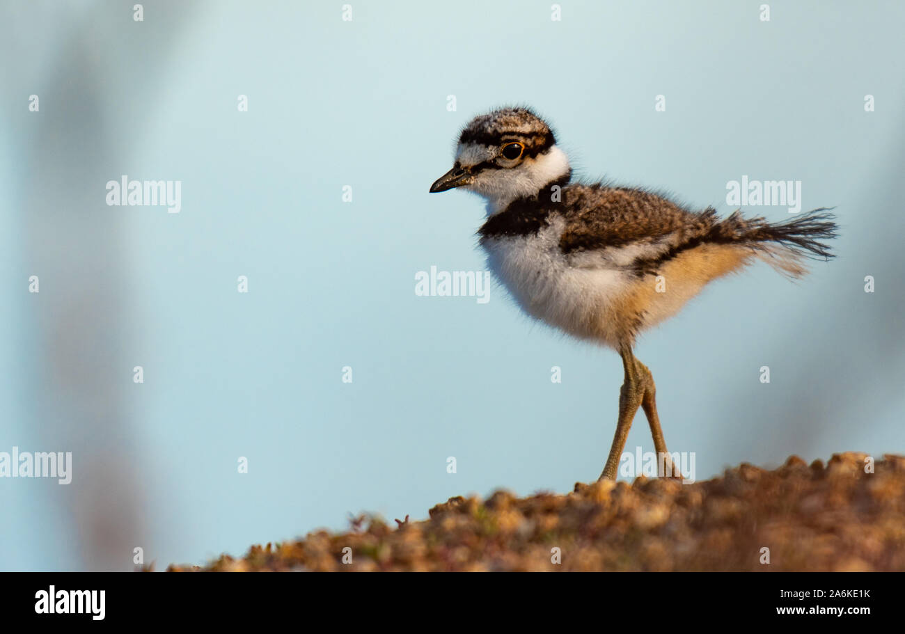 Ein Baby Killdeer Chick spazieren am Strand entlang Stockfoto