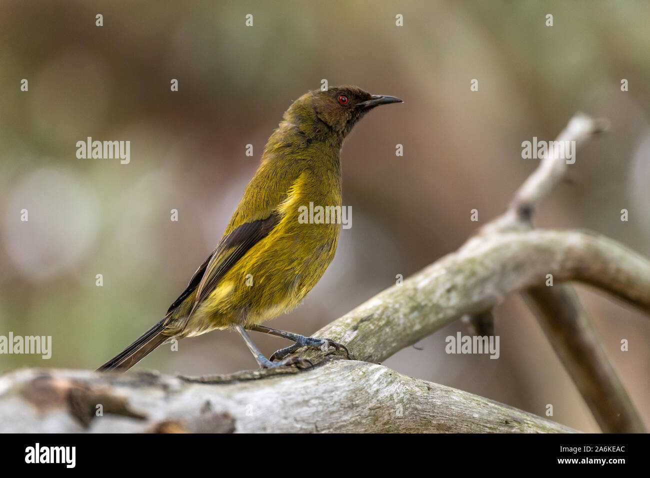 Eine endemische Bellbird in Neuseeland Stockfoto