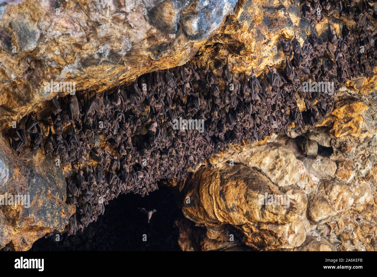 Fledermaus Kolonie im Pura Goa Lawah, Bat Cave Tempel, in der Nähe von Klungkung, Bali, Indonesien Stockfoto