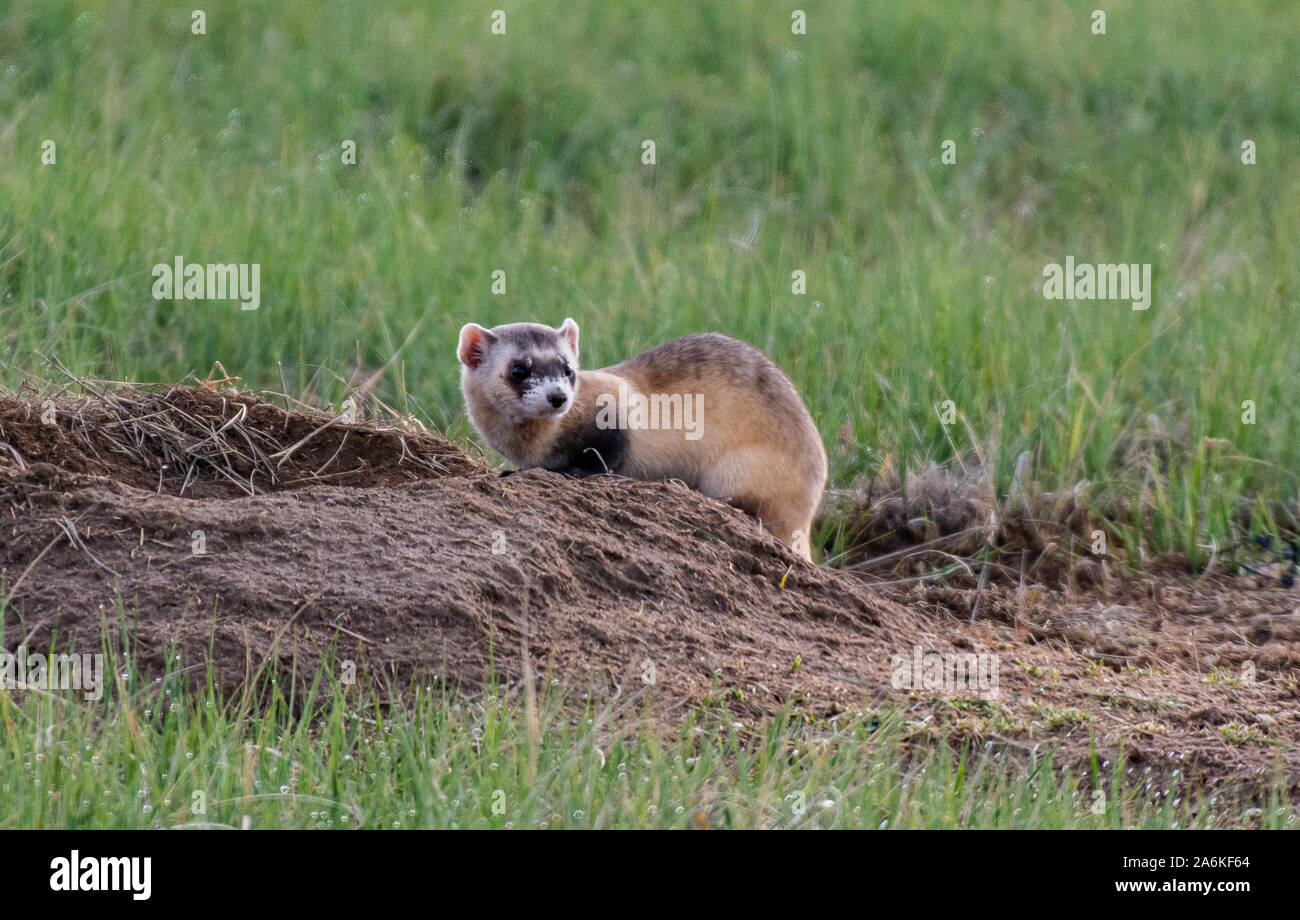 Eine föderativ gefährdet Schwarz-füßiges Frettchen, die auf dem Colorado Plains Stockfoto