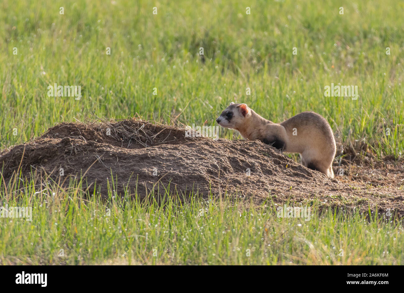 Eine föderativ gefährdet Schwarz-füßiges Frettchen, die auf dem Colorado Plains Stockfoto
