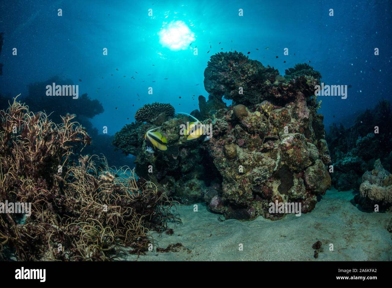 Reefscapes des Roten Meeres Stockfoto