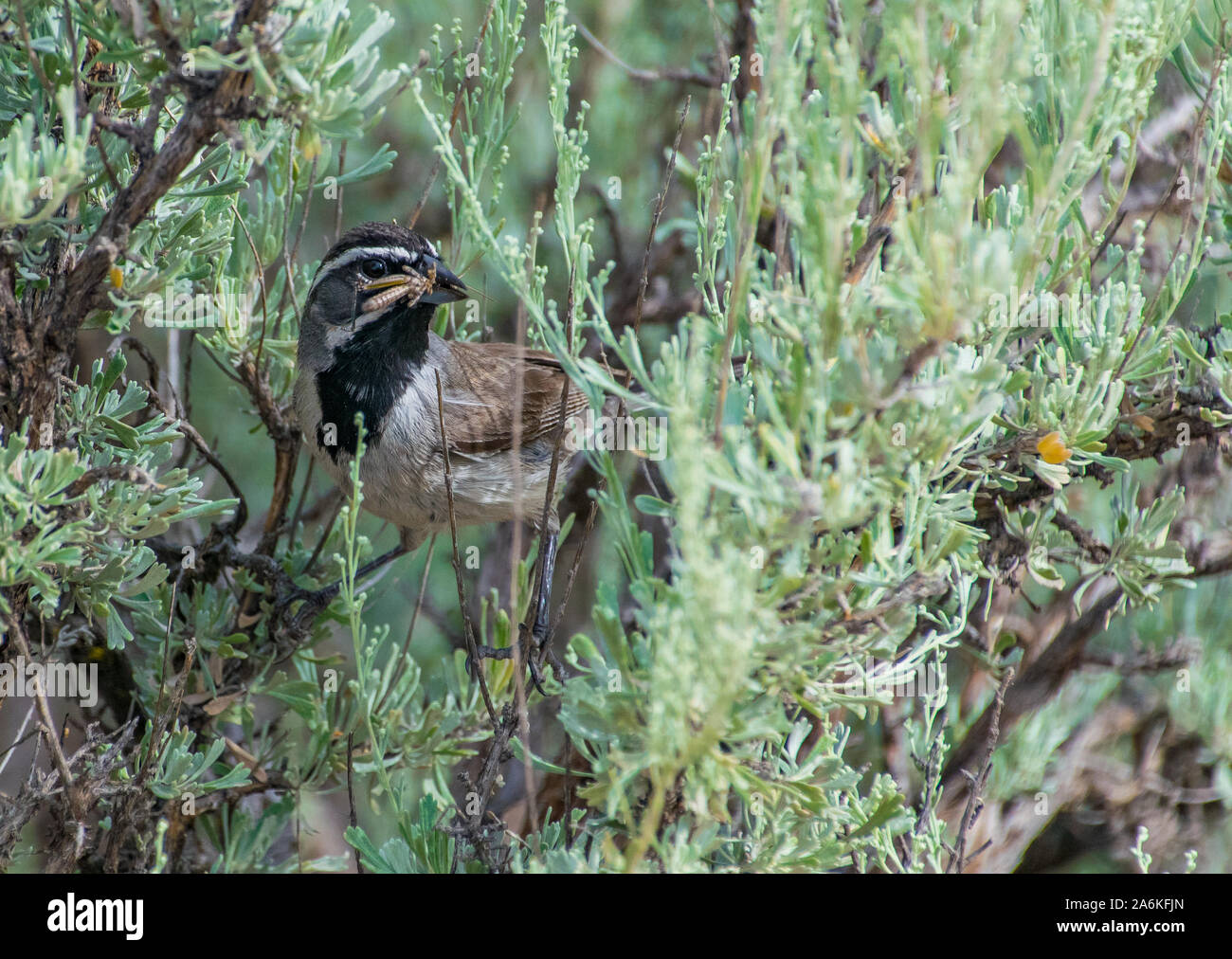 Ein Black-throated Sparrow mit Bug im Schnabel Stockfoto