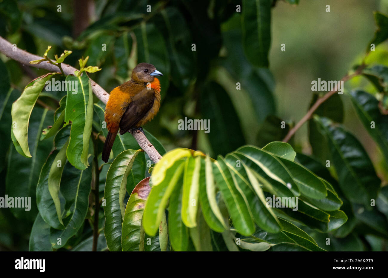 Eine bunte Weibliche Mellie Tanager thront in einem Baum in Costa Rica Stockfoto