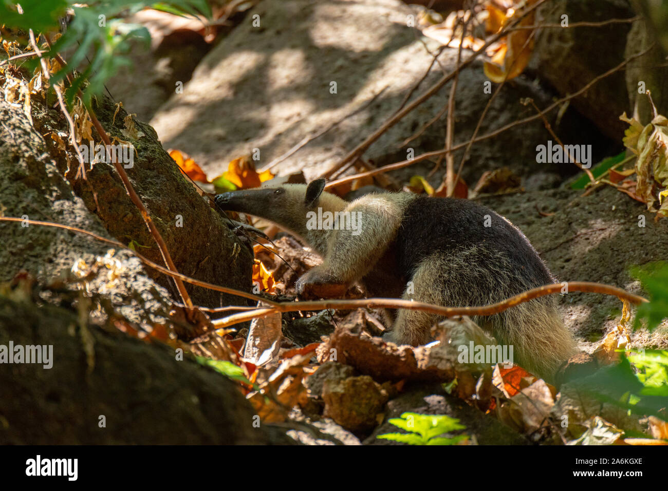 Ein geringerer Ameisenbär Suchen nach Essen in Costa Rica Stockfoto