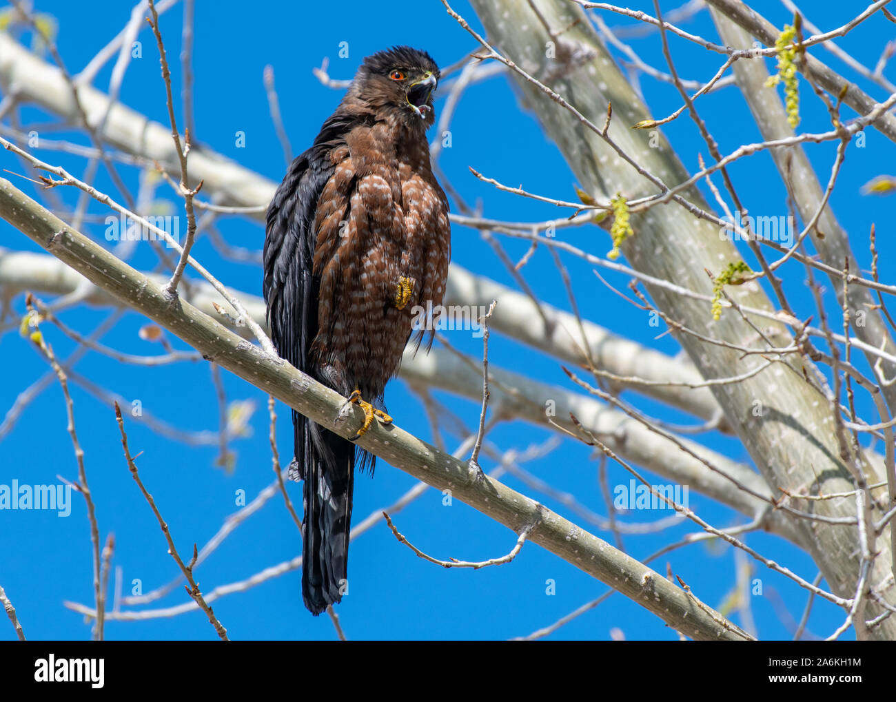 Eine dunkle Morphed Cooper's hawk Aufruf von der Stange Stockfoto