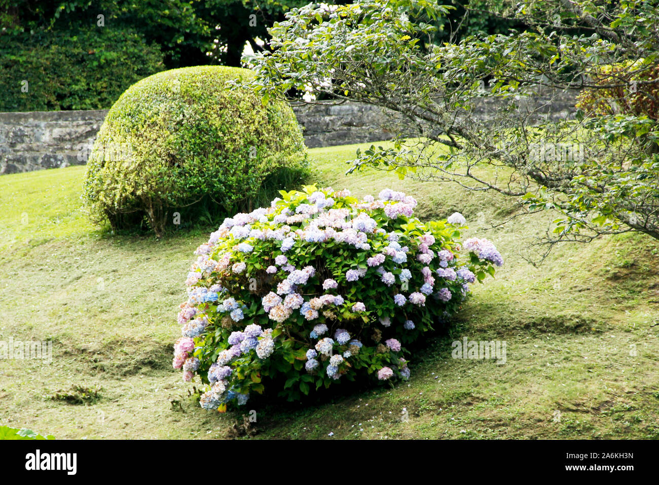 Blick auf eine Hortensie Bush, in Lateinamerika von der Hortensie Hortensie, Familie, Hydrangeaceae Stockfoto