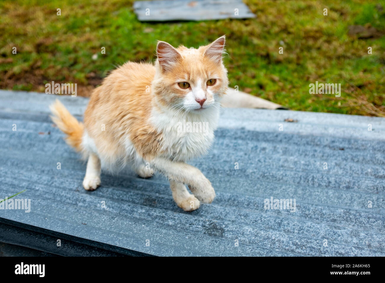 Kleine Katze zu Fuß auf ein Blatt Calamine Stockfoto