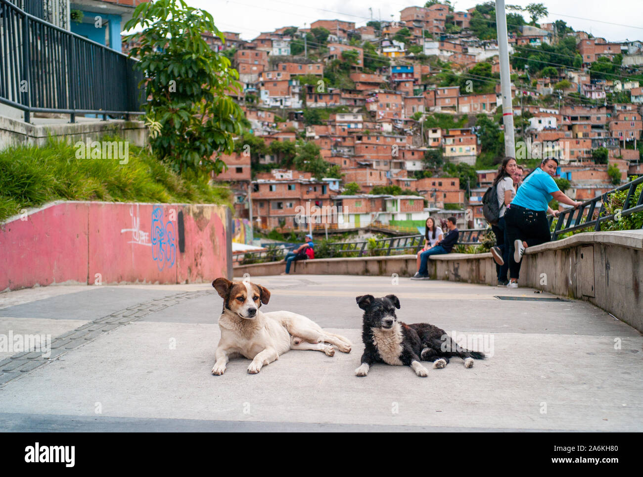 Medellin, Antioquia/Kolumbien - 11. August 2019: Zwei Hunde auf dem Boden ruht in der Mitte der Straße der Kommune 13 Tour Stockfoto