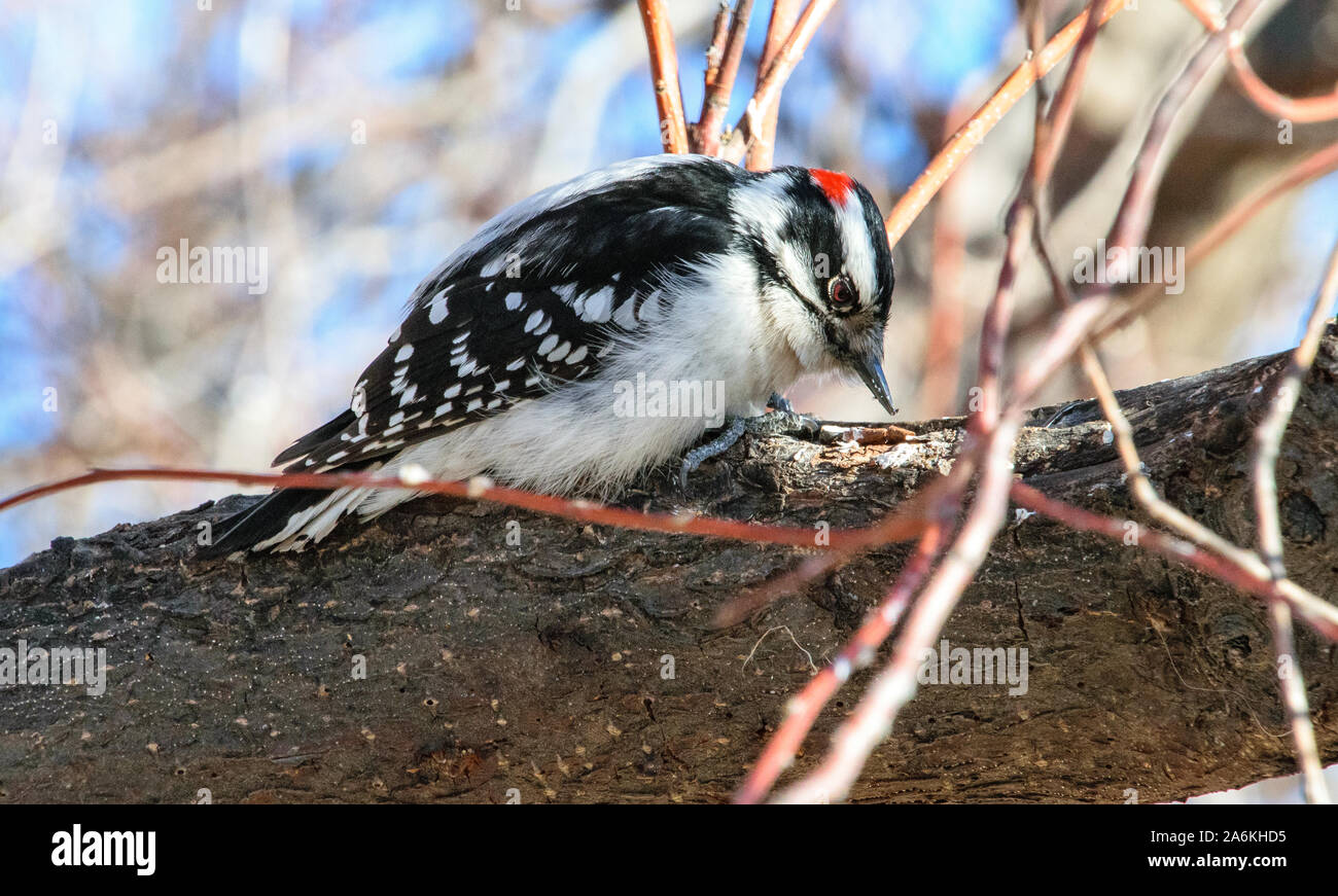 Ein flaumiger Specht auf der Suche nach Nahrung Stockfoto
