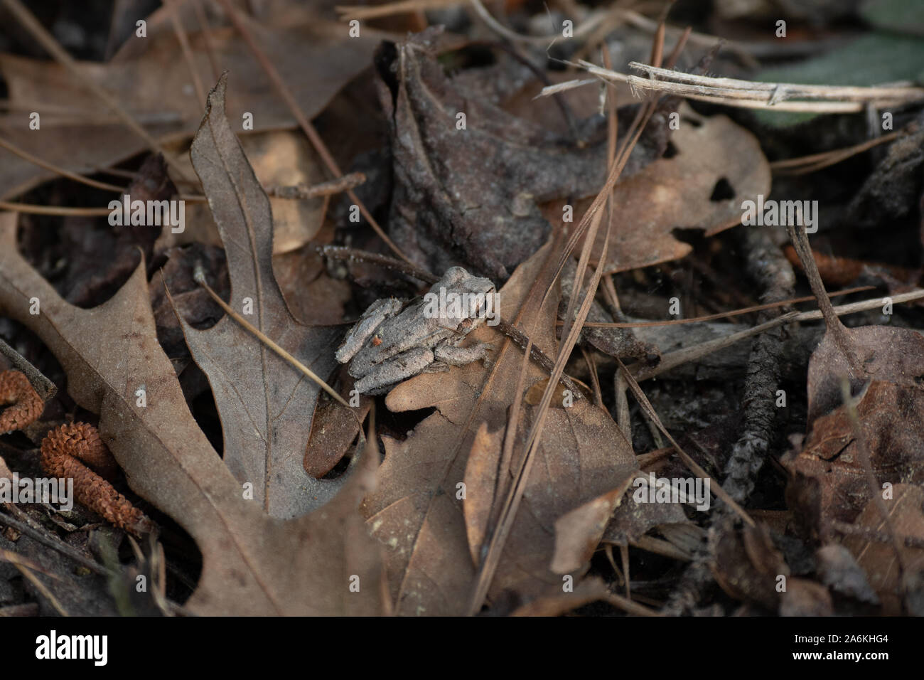 Eine niedliche und gut Versteckt Mountain Chorus Frosch Stockfoto