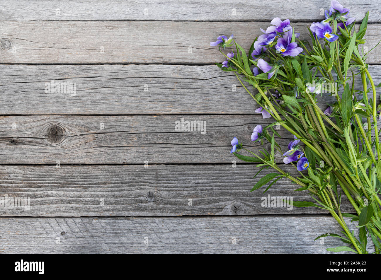 Blumenstrauß aus lila Veilchen auf hölzernen Tisch. Alte Bretter mit Garten Blumen Stockfoto