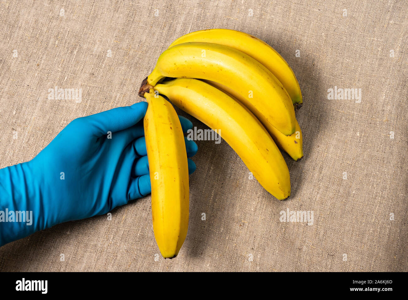 Organic Food Konzept, Bündel von reifen Bananen in die Hände, Hände in der Schutzhandschuhe. Gefährliche Lebensmittel Stockfoto