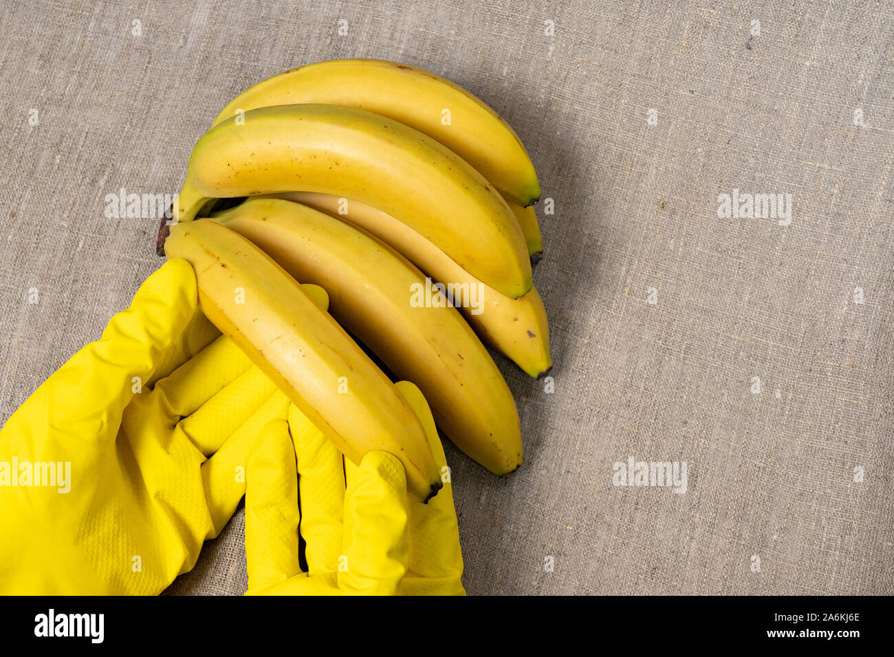 Organic Food Konzept, Bündel von reifen Bananen in die Hände, Hände in der Schutzhandschuhe. Gefährliche Lebensmittel Stockfoto