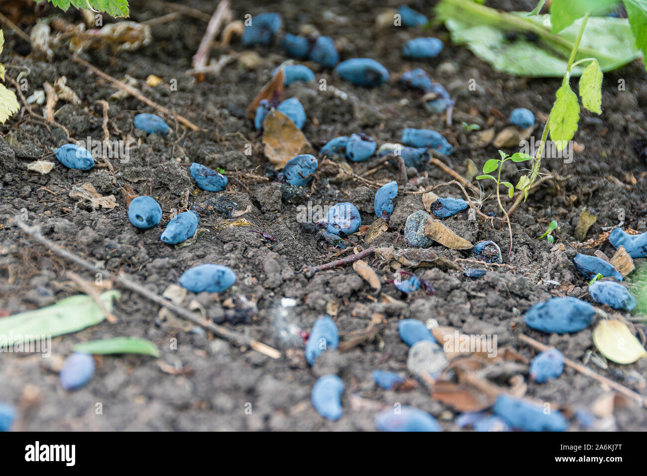 Lila geißblatt Beeren auf Masse. Verlust von Kulturen, schlechte Gartenarbeit. Stockfoto