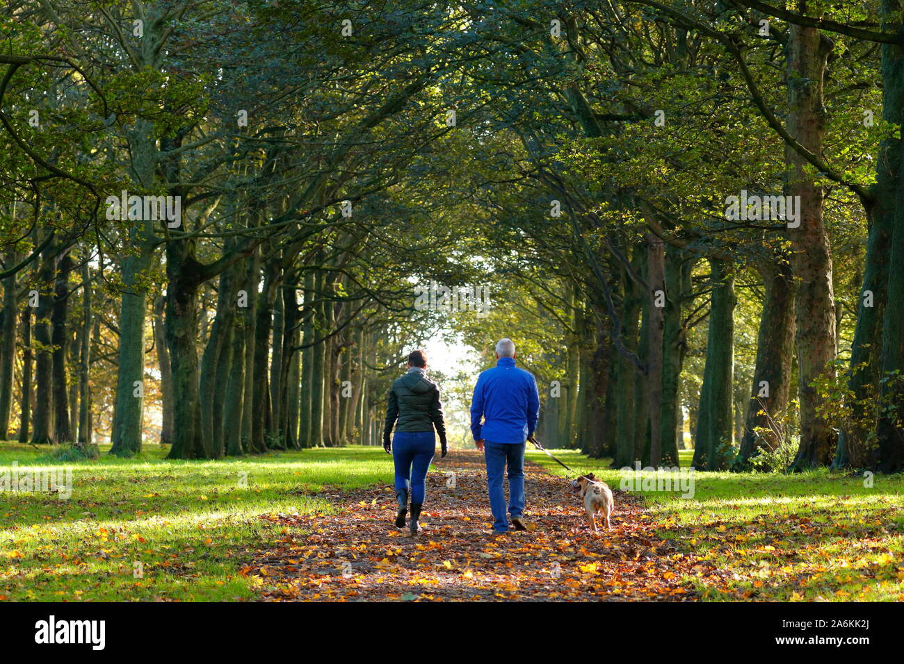 Ein Mann und eine Frau nehmen Ihren Hund für einen Spaziergang durch die Wälder auf Bügel Newsam Immobilien in Leeds. Stockfoto