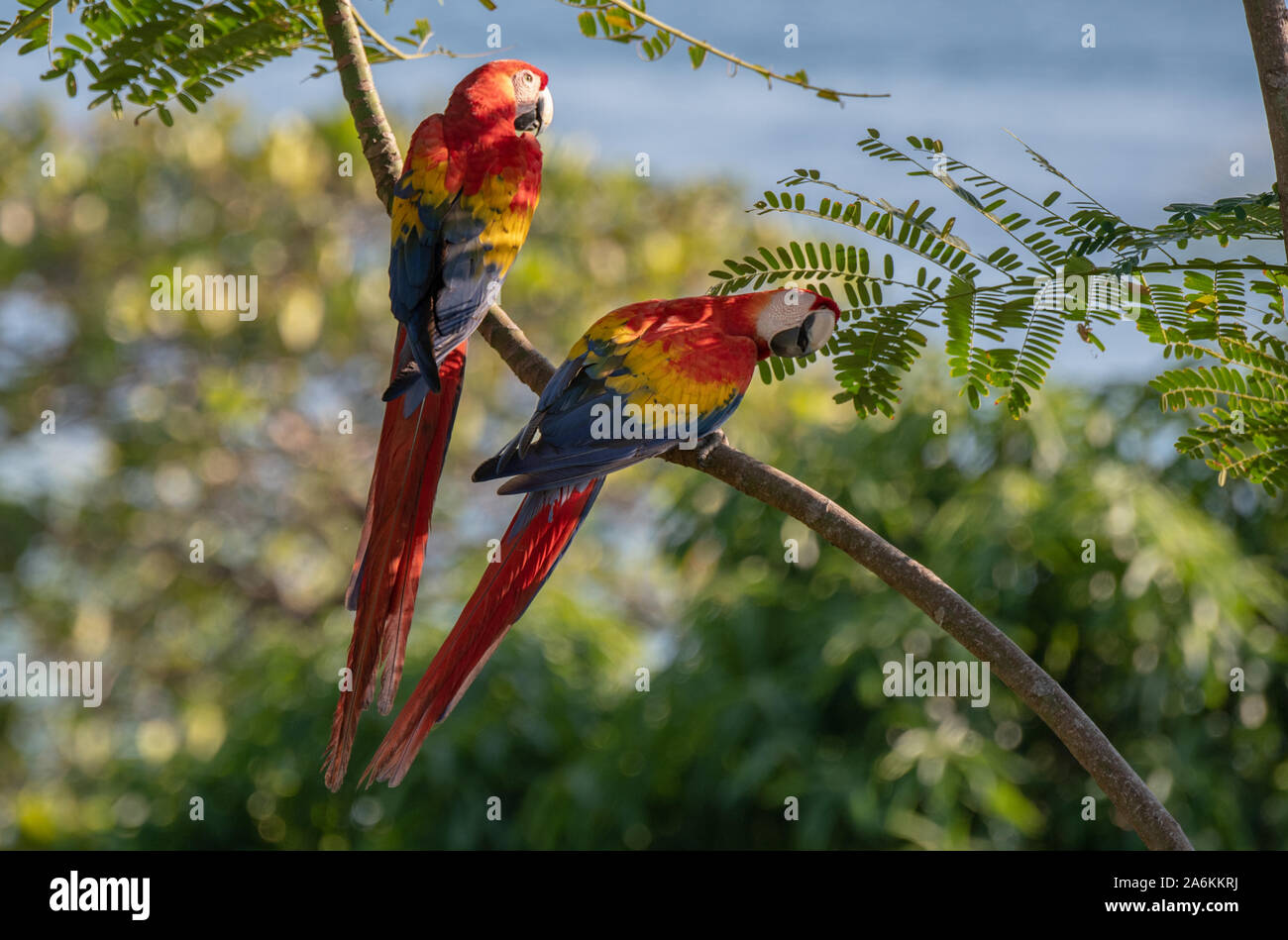 Eine schöne hellrote Ara Paar in Costa Rica Stockfoto