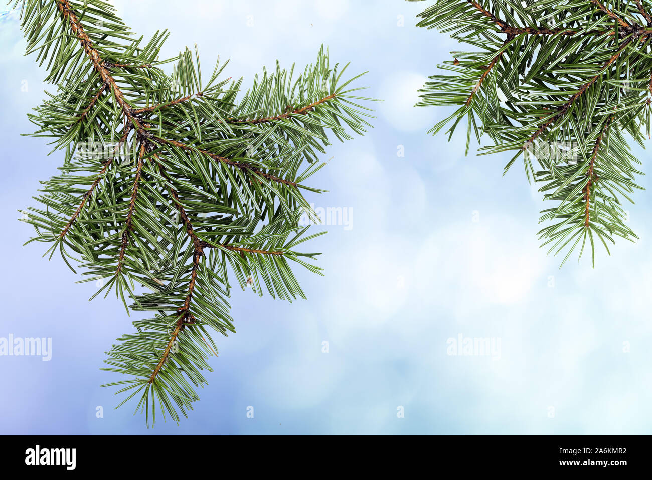 Nahaufnahme der Weihnachtsbaum Zweig über Hellblau verschwommenen Hintergrund Stockfoto