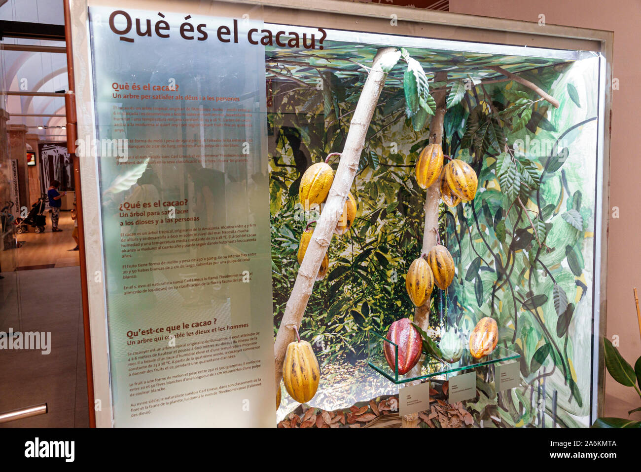 Barcelona Spanien, Katalonien Catalunya, El Born, historisches Viertel, Ciutat Vella, Museu de la Xocolata, Schokoladenmuseum, innen, interpretative Ausstellung Stockfoto