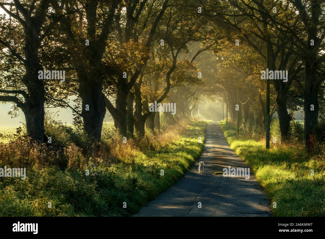 Kleiner weißer Hund, der in der Mitte einer Landstraße mit wunderschönen Lichtwellen in einem Baumtunnel steht, Yorkshire, Großbritannien Stockfoto