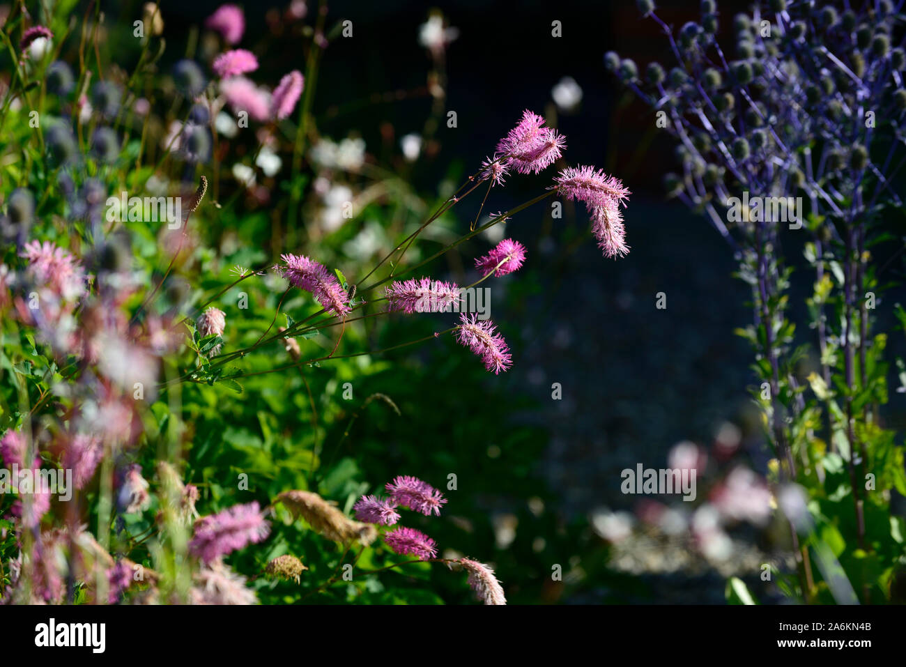 Echinops bannaticus Blauer Globus, sanguisorba obtusa, rosa, weiß, Blume, Blumen, Blüte, Bepflanzung, Kombination, Mix, Gemischt, mehrjährige Blumen, RM Flo Stockfoto