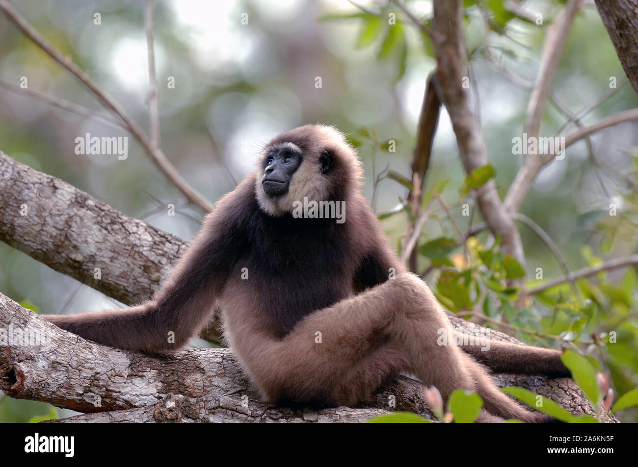 Agile Gibbon, Hylobates agilis, Tanjung Puting Nationalpark, Indonesien Stockfoto