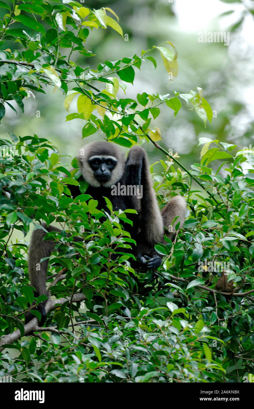 Agile Gibbon, Hylobates agilis, Tanjung Puting Nationalpark, Indonesien Stockfoto