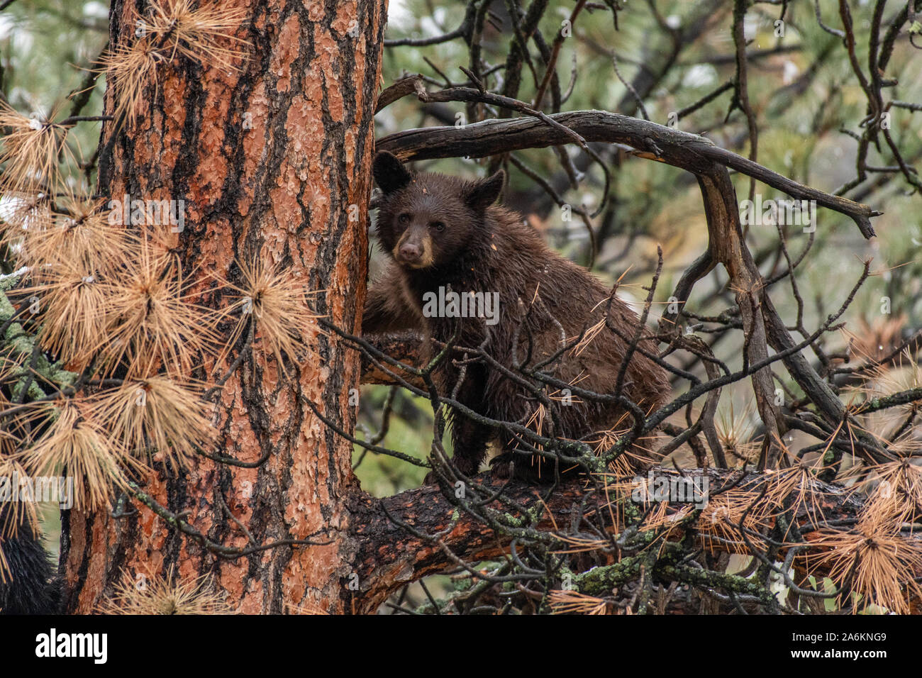 Ein niedliches Chocolate Brown Black Bear Cub in einem Baum Stockfoto