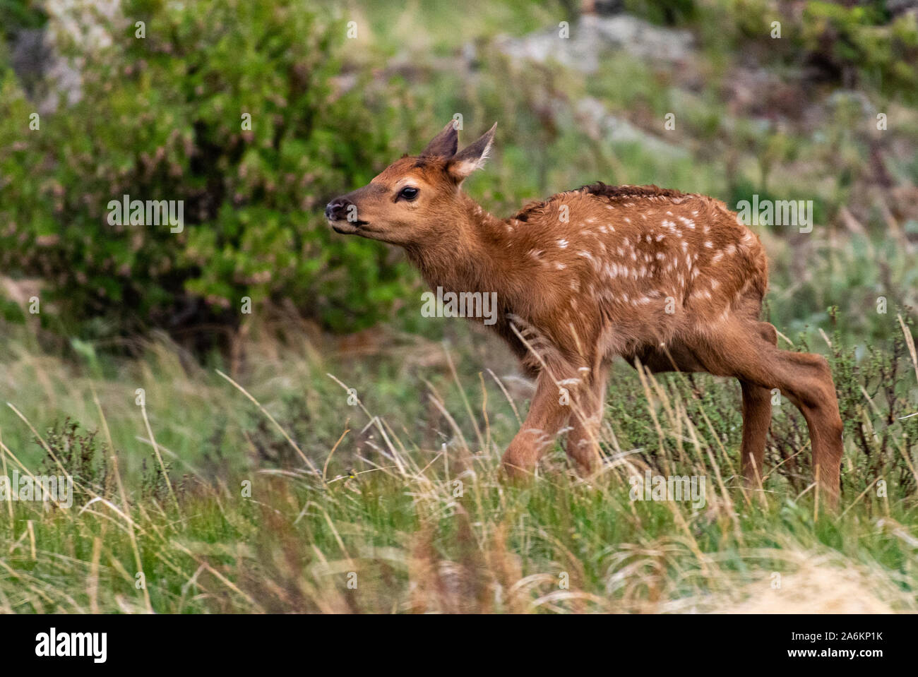 Eine entzückende Elch Kalb in einem Colorado Mountain Meadow Stockfoto