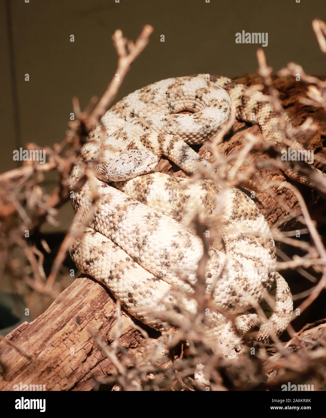 Klapperschlange Stockfoto