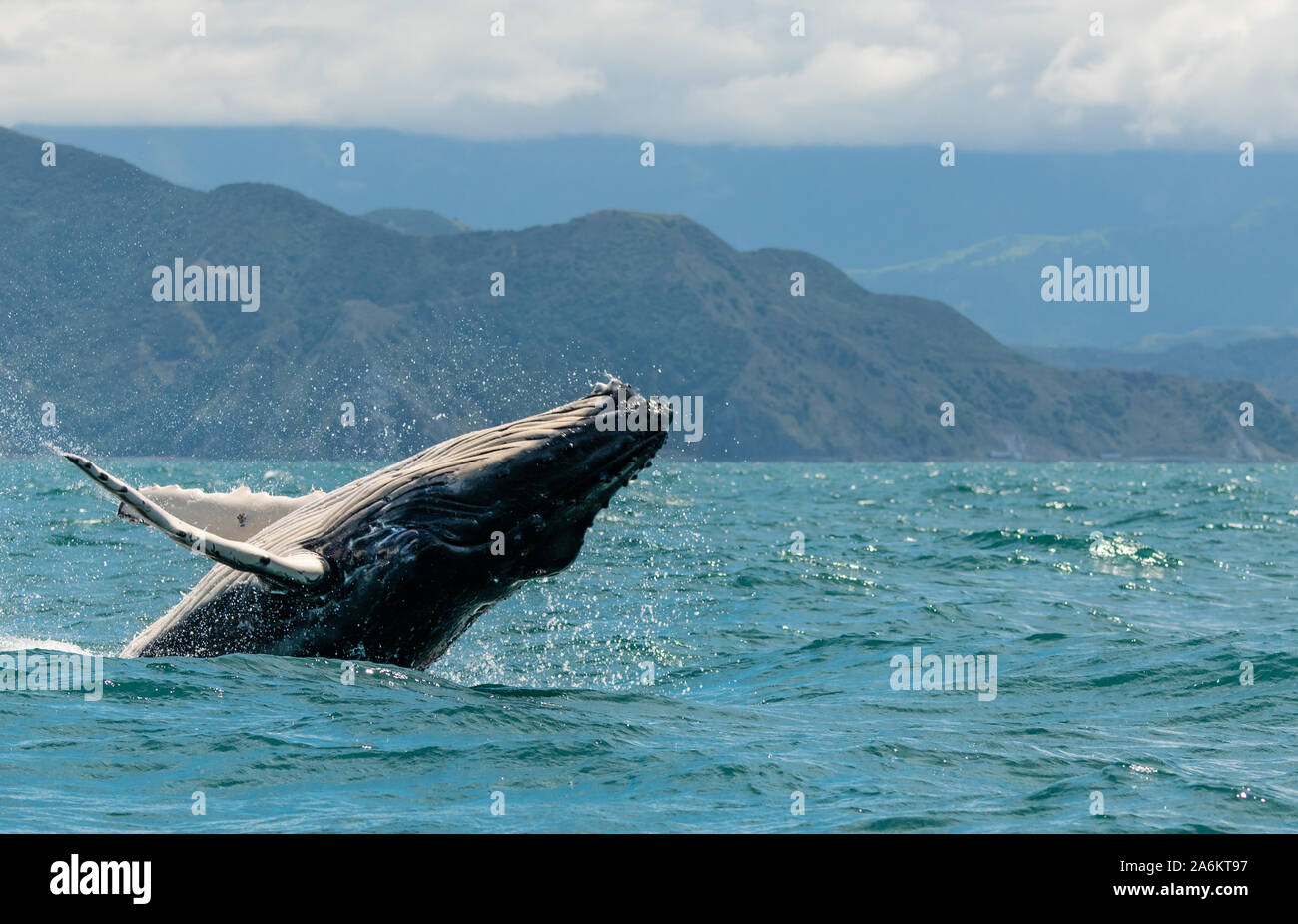 Ein Verstoß gegen Buckelwal vor der Küste von Neuseeland Stockfoto