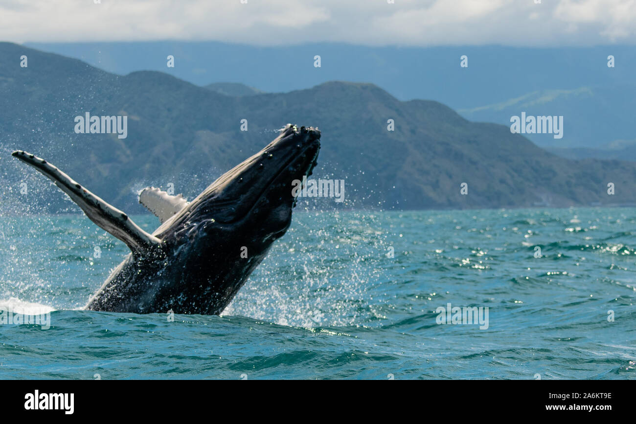 Ein Verstoß gegen Buckelwal vor der Küste von Neuseeland Stockfoto