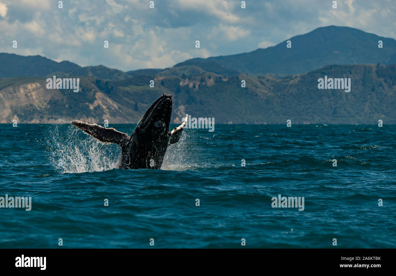 Ein Verstoß gegen Buckelwal vor der Küste von Neuseeland Stockfoto