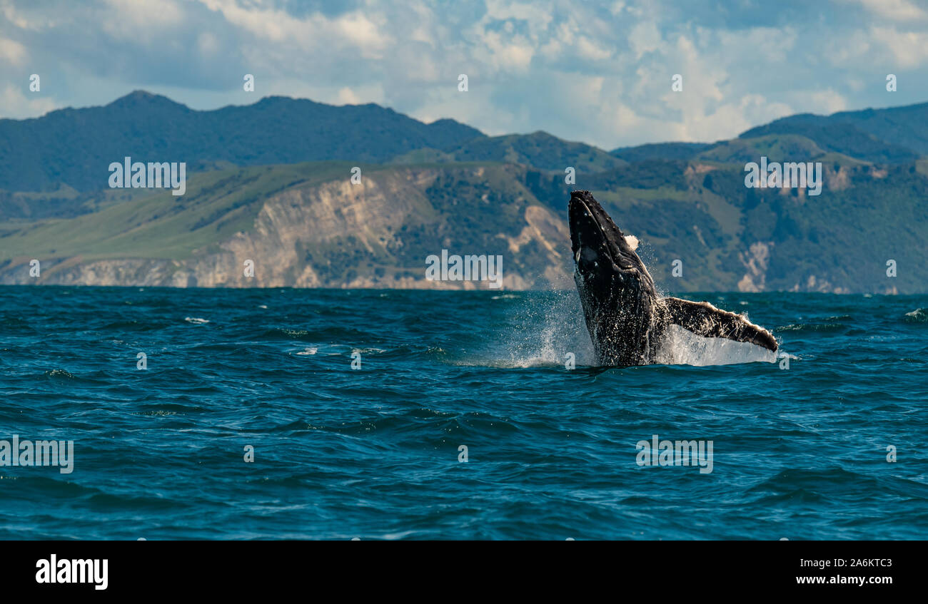 Ein Verstoß gegen Buckelwal vor der Küste von Neuseeland Stockfoto