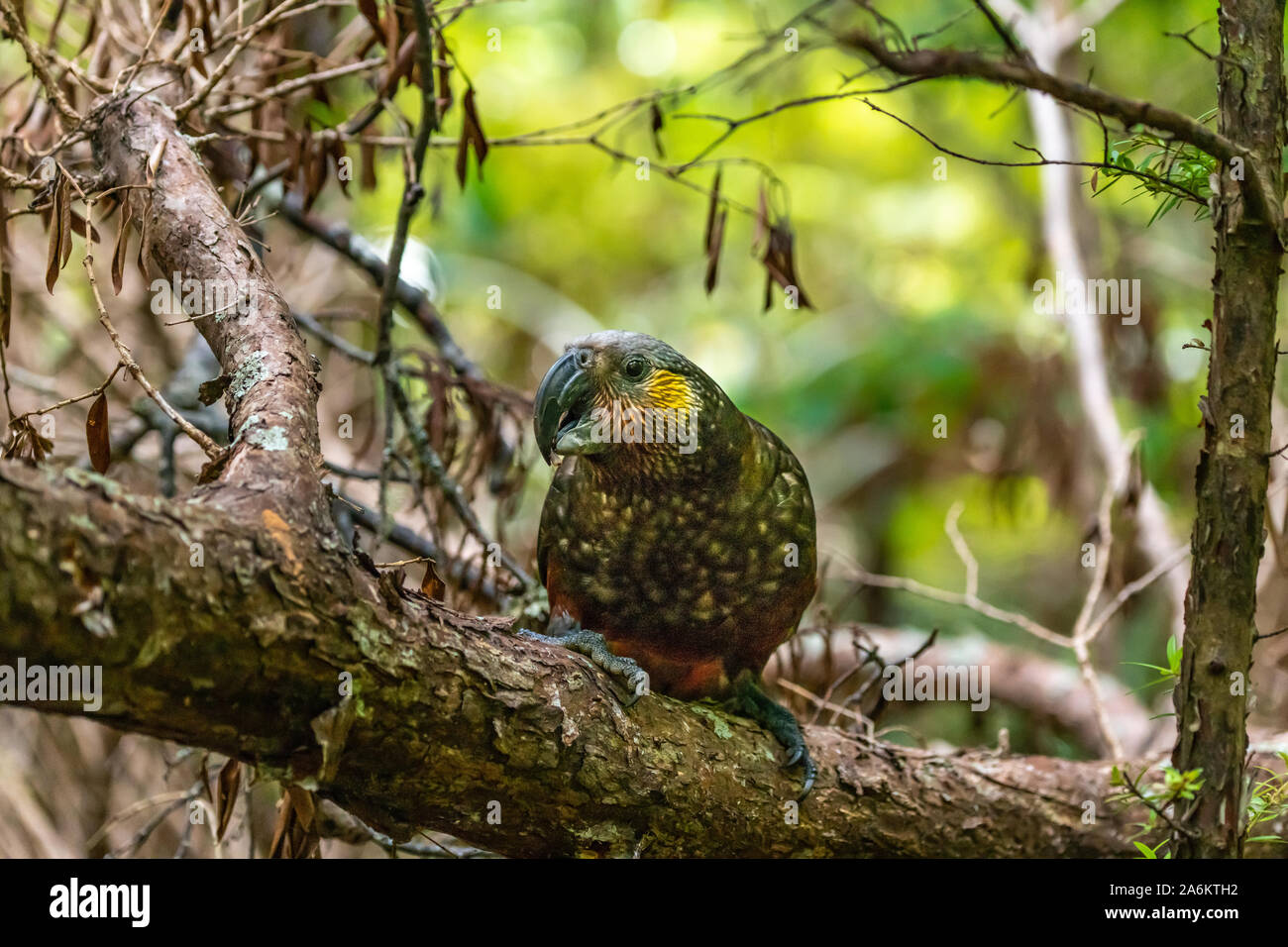 Eine gefährdete Kaka Papagei in Stewart Island, Neuseeland Stockfoto