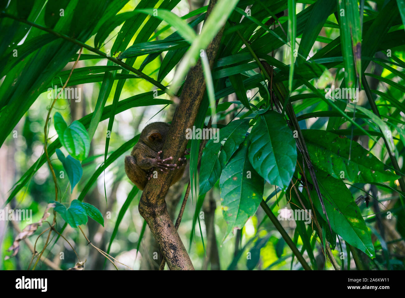 Ein Tarsier ruht in einem Baum in der Tarsier Heiligtum in Corella, Philippinen. Stockfoto